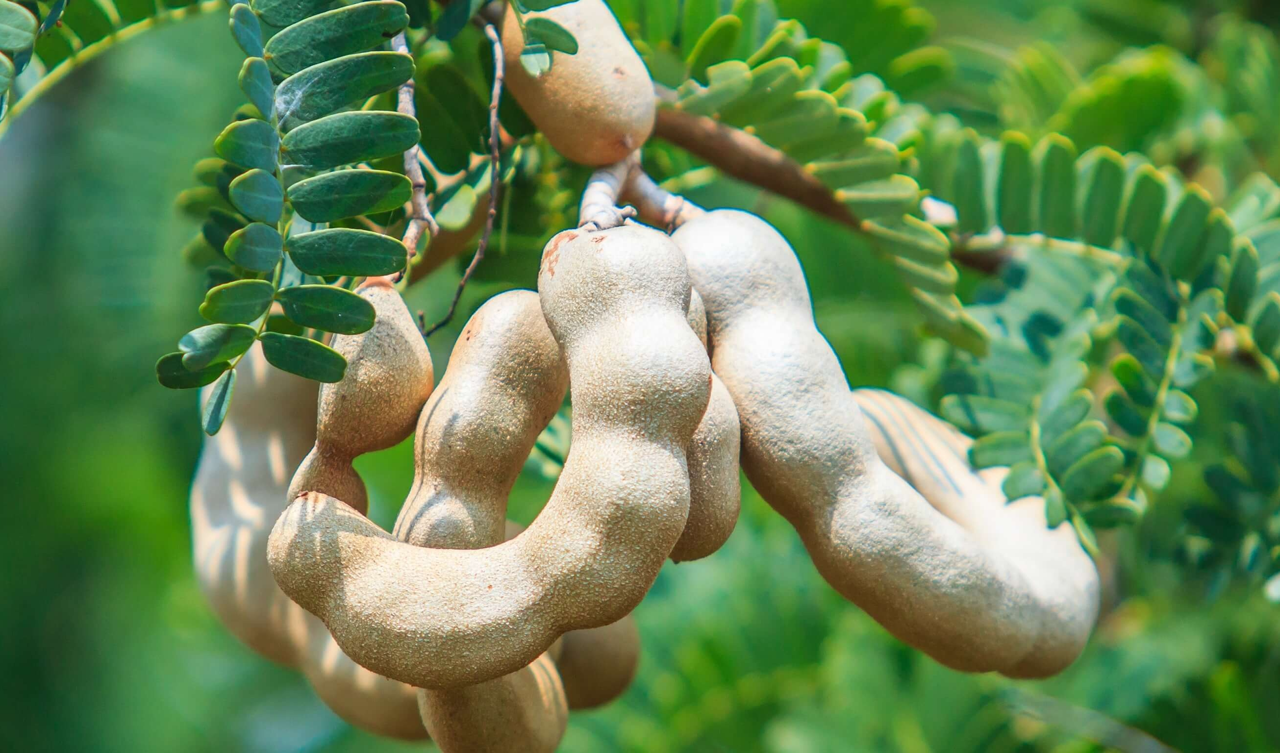 చింత ఆకుల ప్రధాన ఆరోగ్య ప్రయోజనాలు