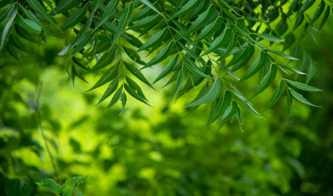 ఈ ఆకులు నమిలితే చాలు షుగర్‌ అస్సలు పెరగదు!